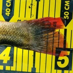 Spro Ruler 150cm -Hengels Wereld Verkoopwinkel 3979834Spro Ruler 150cm 2